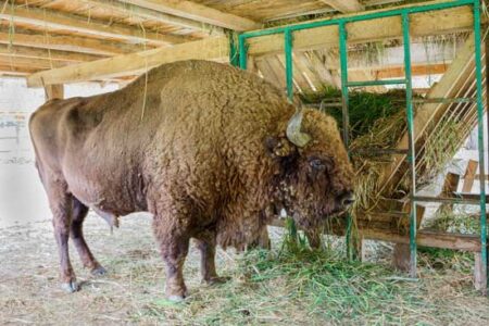 History of Angus Cattle Image